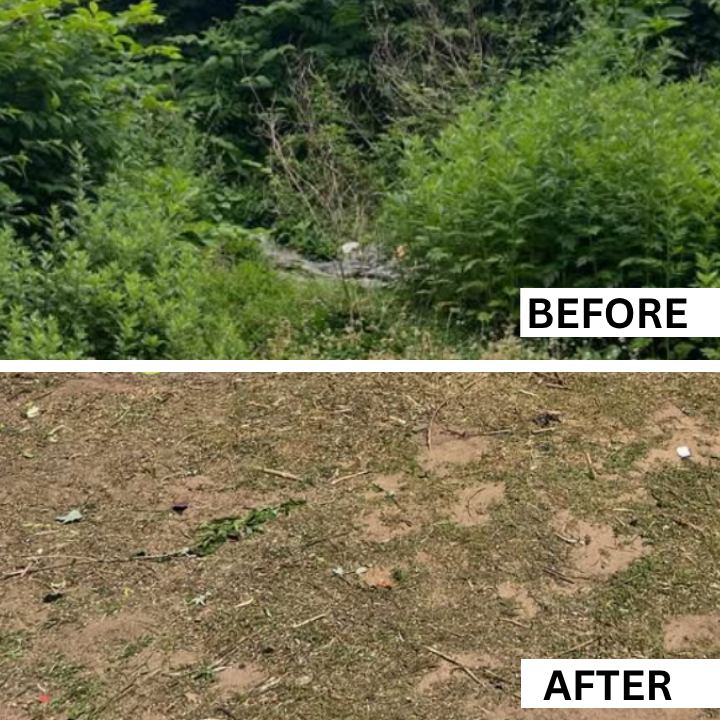 Overgrown yard before and cleared ground after a yard clean up